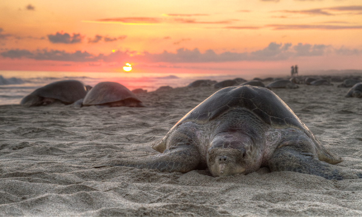 An Ancient Earthquake Might Have Unleashed a Sea Turtle Stampede