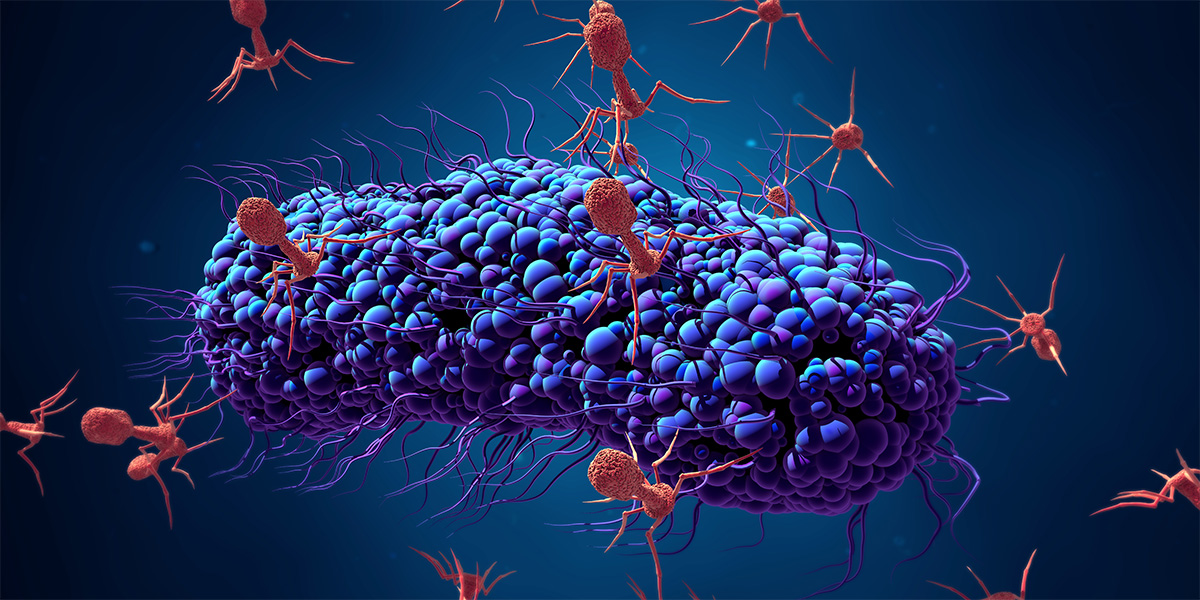 Bacteriophage protein could make queso fresco safer