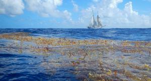 USF-led study reveals dramatic decline in some historic sargassum populations USF-led study reveals dramatic decline in some historic sargassum populations