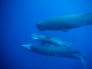 Tapping into whale talk | EurekAlert!