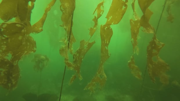 Thousands of baby bull kelp planted on new rock reef in North Vancouver Thousands of baby bull kelp planted on new rock reef in North Vancouver