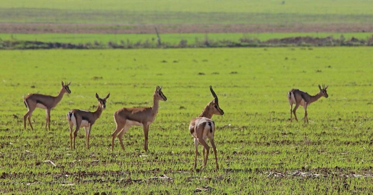 תחזית מזג האוויר ליום שלישי: גשם מקומי בצפון ובמרכז – מזג האוויר