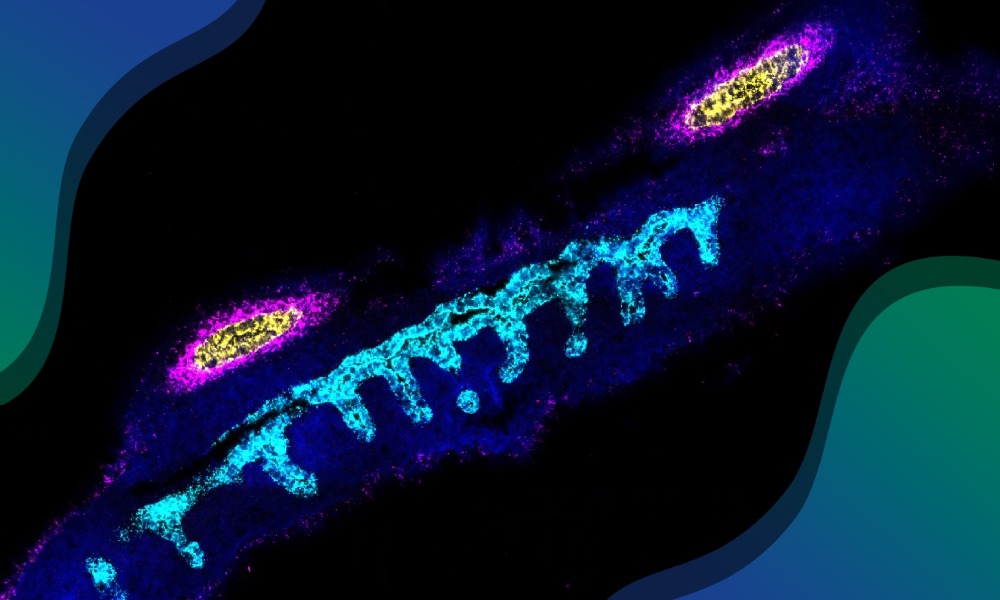 Cell Map Reveals Reproductive Organ Formation Secrets Cell Map Reveals Reproductive Organ Formation Secrets