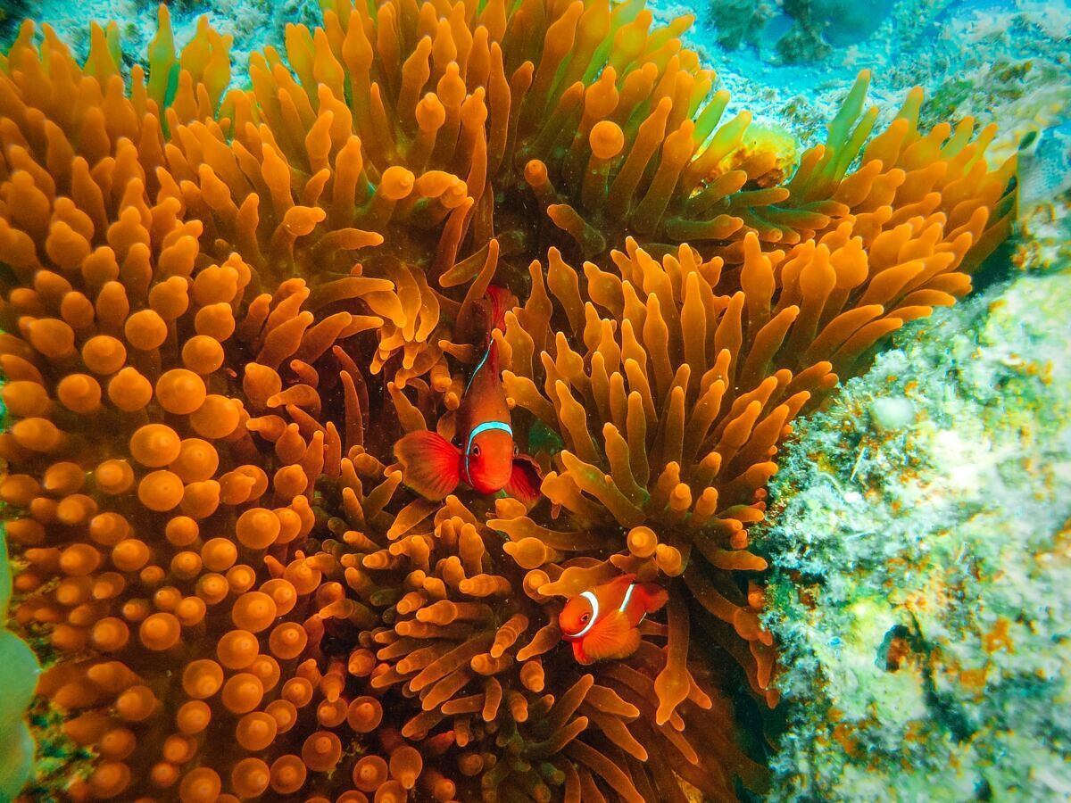 National Parks to Visit in 2026: Great Barrier Reef, Australia