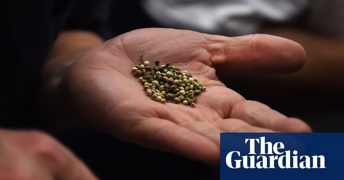 New US seed ban risks driving cannabis genetics underground, growers warn | Cannabis New US seed ban risks driving cannabis genetics underground, growers warn | Cannabis