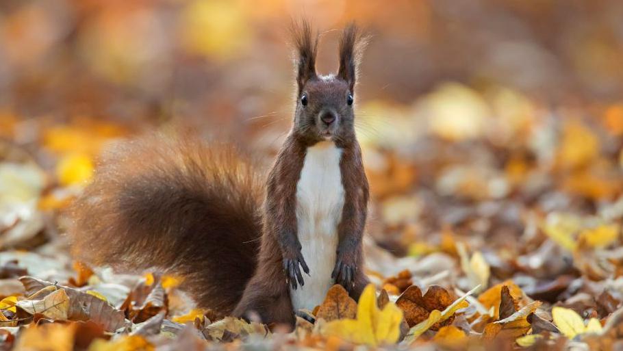 Deadly squirrel virus case confirmed on Solway Coast