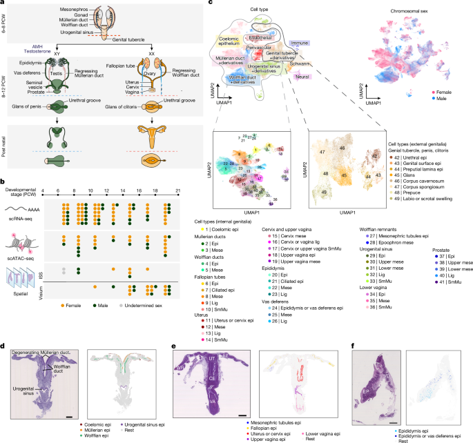Spatiotemporal cellular map of the developing human reproductive tract