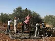 Olive Harvest Season in West Bank Shows IDF’s Submissiveness to Jewish Terror – Opinion Olive Harvest Season in West Bank Shows IDF’s Submissiveness to Jewish Terror – Opinion