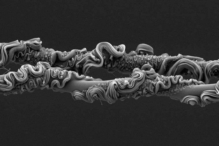 Spider silk electron microscopy wins Royal Society photography prize | Chemistry World Spider silk electron microscopy wins Royal Society photography prize | Chemistry World