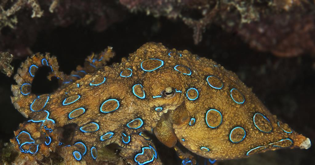 Bacteria tweaked to produce high yields of colour-changing pigment behind octopus camouflage | Research Bacteria tweaked to produce high yields of colour-changing pigment behind octopus camouflage | Research
