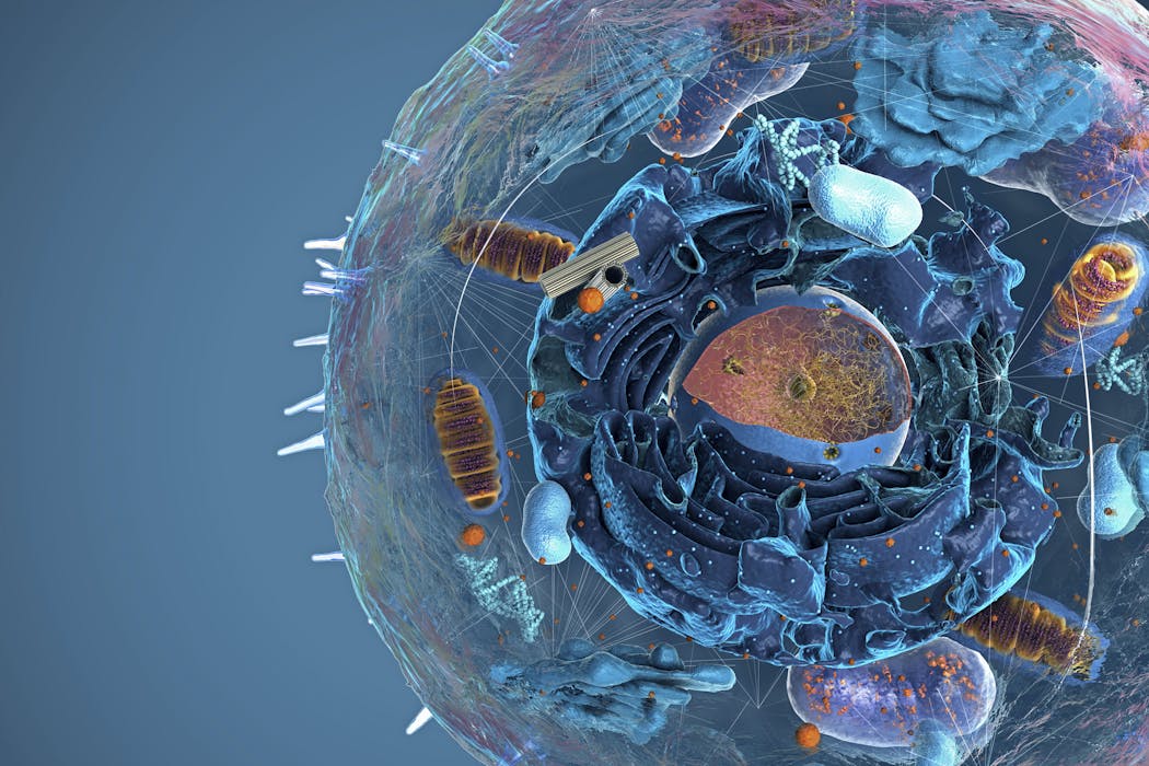 Cells have more mini ‘organs’ than researchers thought − unbound by membranes, these rogue organelles challenge biology’s fundamentals Cells have more mini ‘organs’ than researchers thought − unbound by membranes, these rogue organelles challenge biology’s fundamentals