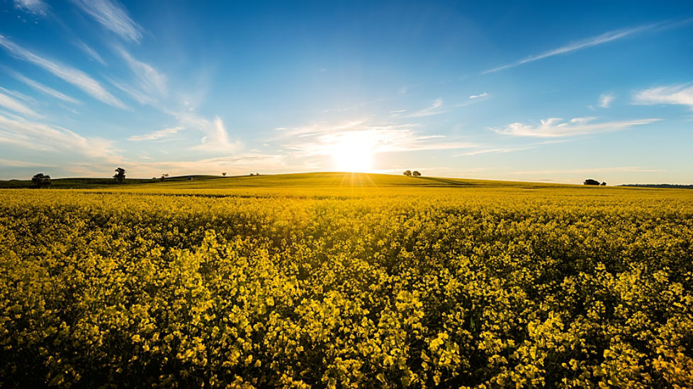 why Australian canola matters more than you think