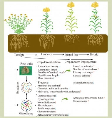 How do crop domestication and improvement reshape the root system and microbial community