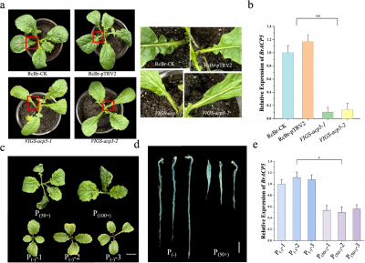 How a Single Gene Shapes Leaf Lobes in Brassica Rapa How a Single Gene Shapes Leaf Lobes in Brassica Rapa