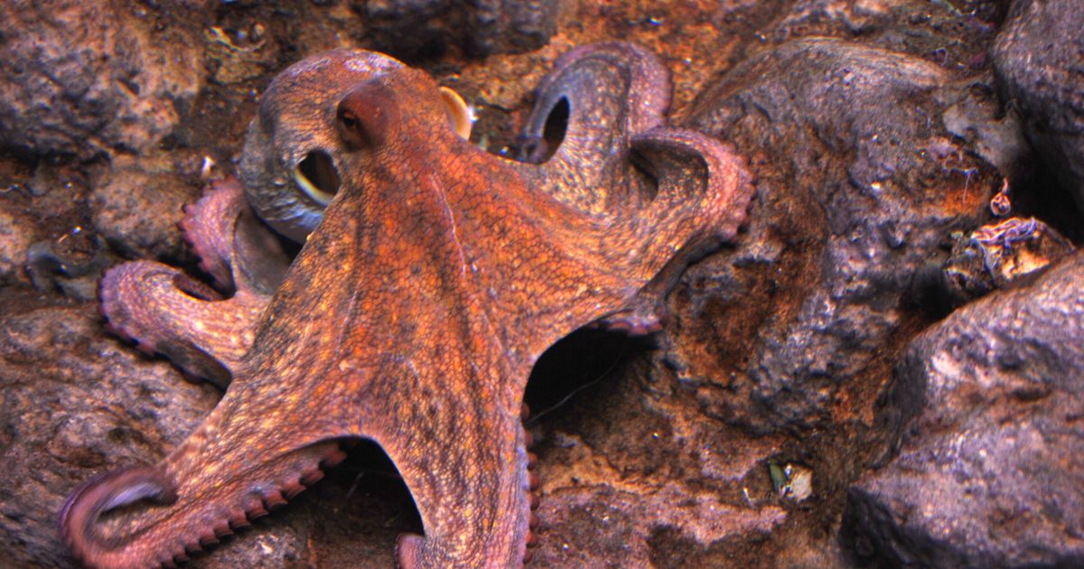 California scientists observe ‘extraordinary’ seven-arm octopus California scientists observe ‘extraordinary’ seven-arm octopus