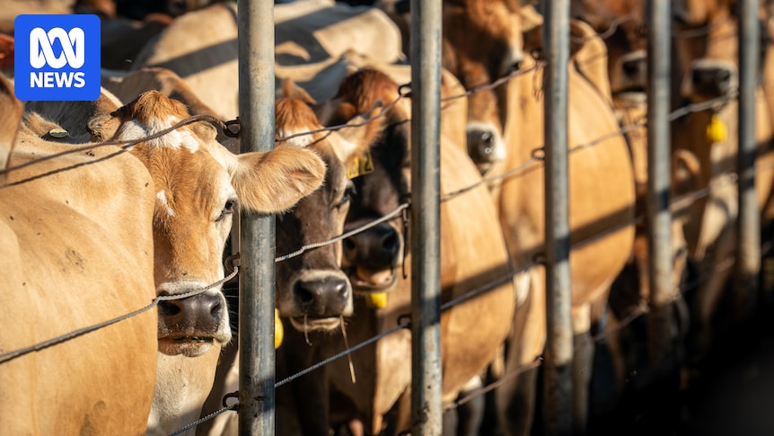 New virtual fencing laws could promise safer bushfire response by allowing farmers to move stock remotely