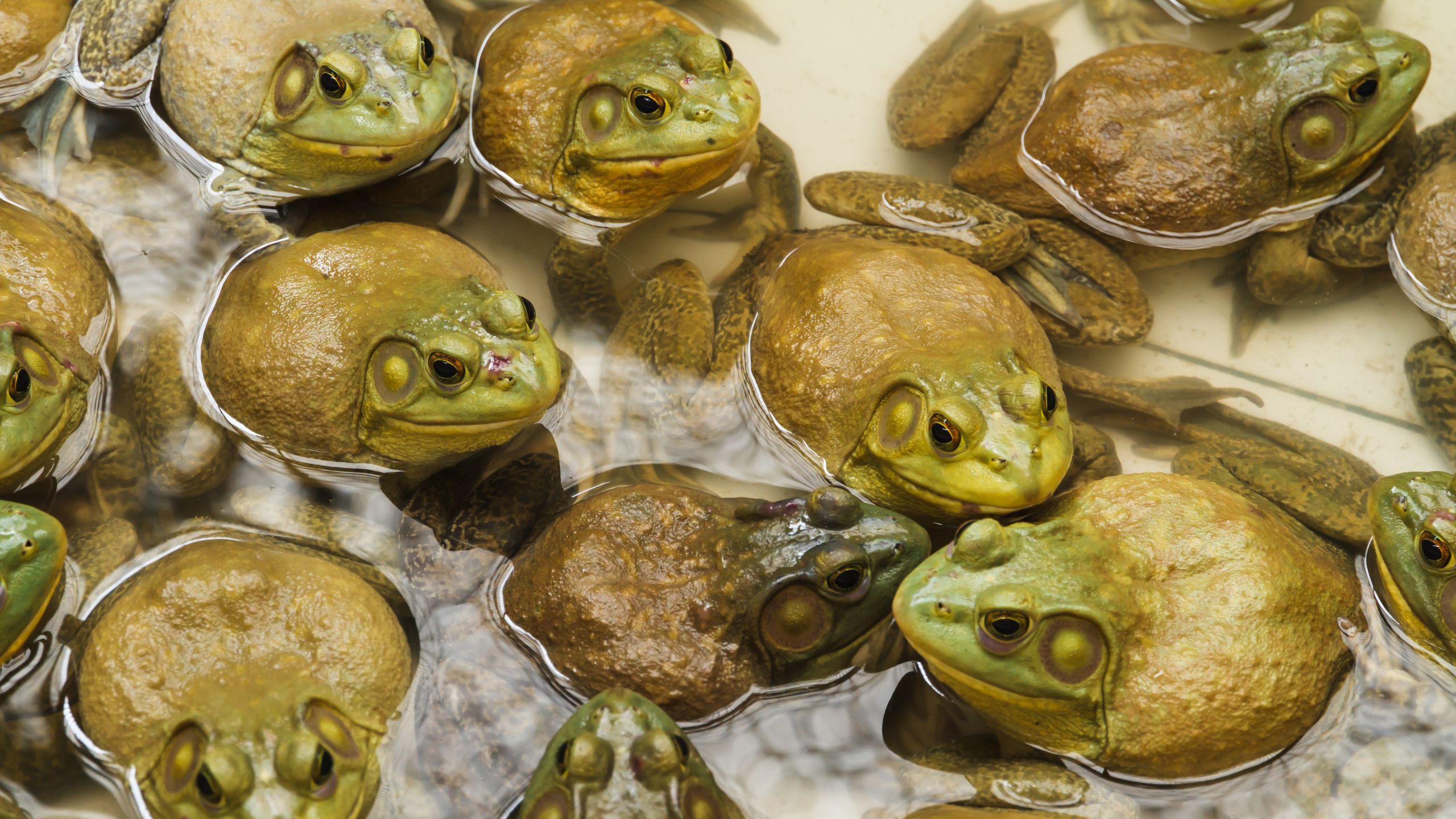 Diagnostic dilemma: A woman got a rare parasitic lung infection after eating raw frogs