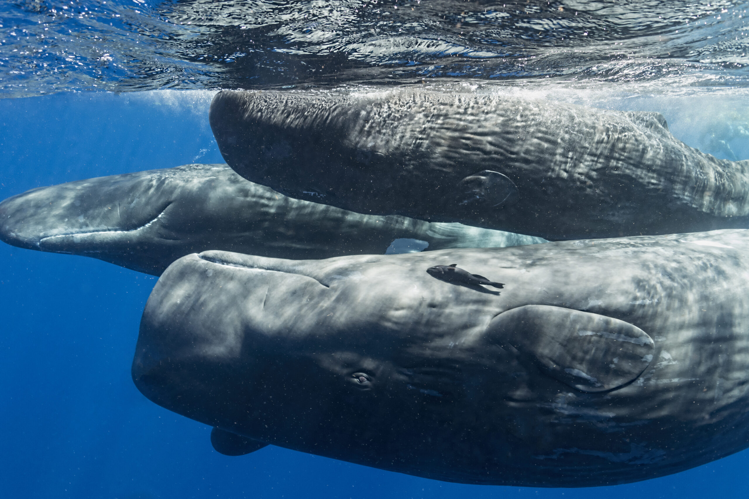 Scientists listen in on sperm whale communication with new tech Scientists listen in on sperm whale communication with new tech