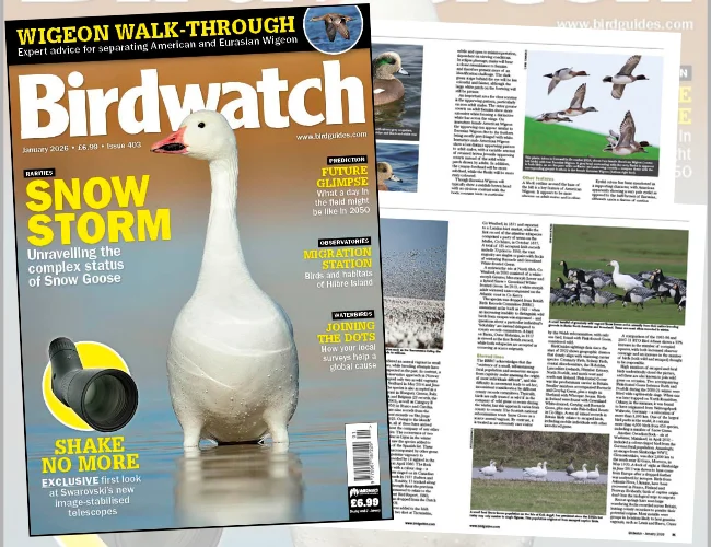 Inside the January 2026 issue of Birdwatch Inside the January 2026 issue of Birdwatch