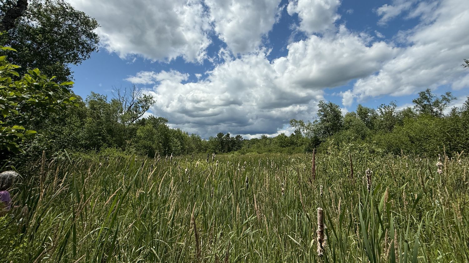 Maine regulators issue warning letter for Belfast wetlands lapse Maine regulators issue warning letter for Belfast wetlands lapse