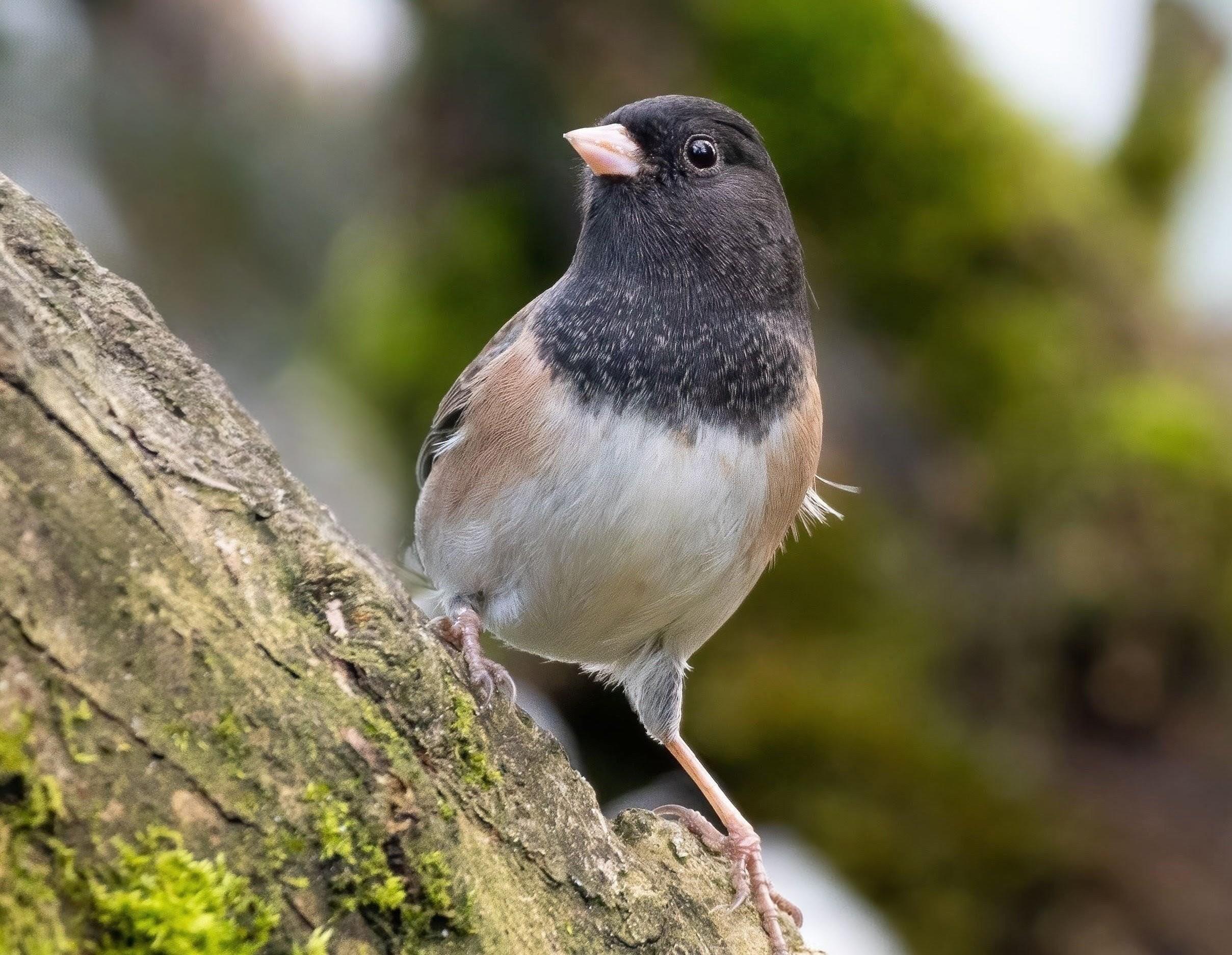 Urban birds changed their beaks when human food vanished