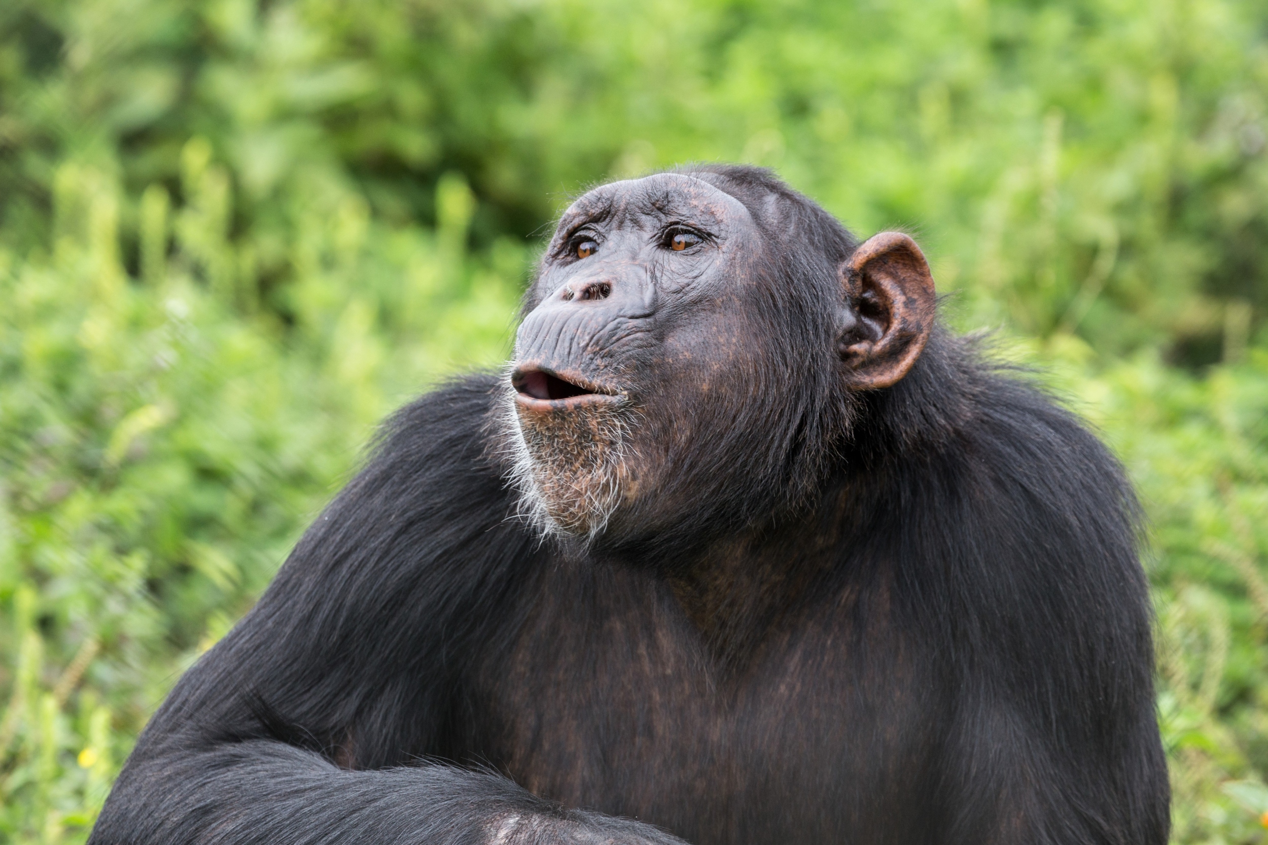 Chimpanzee calls trigger a distinct response in the human brain