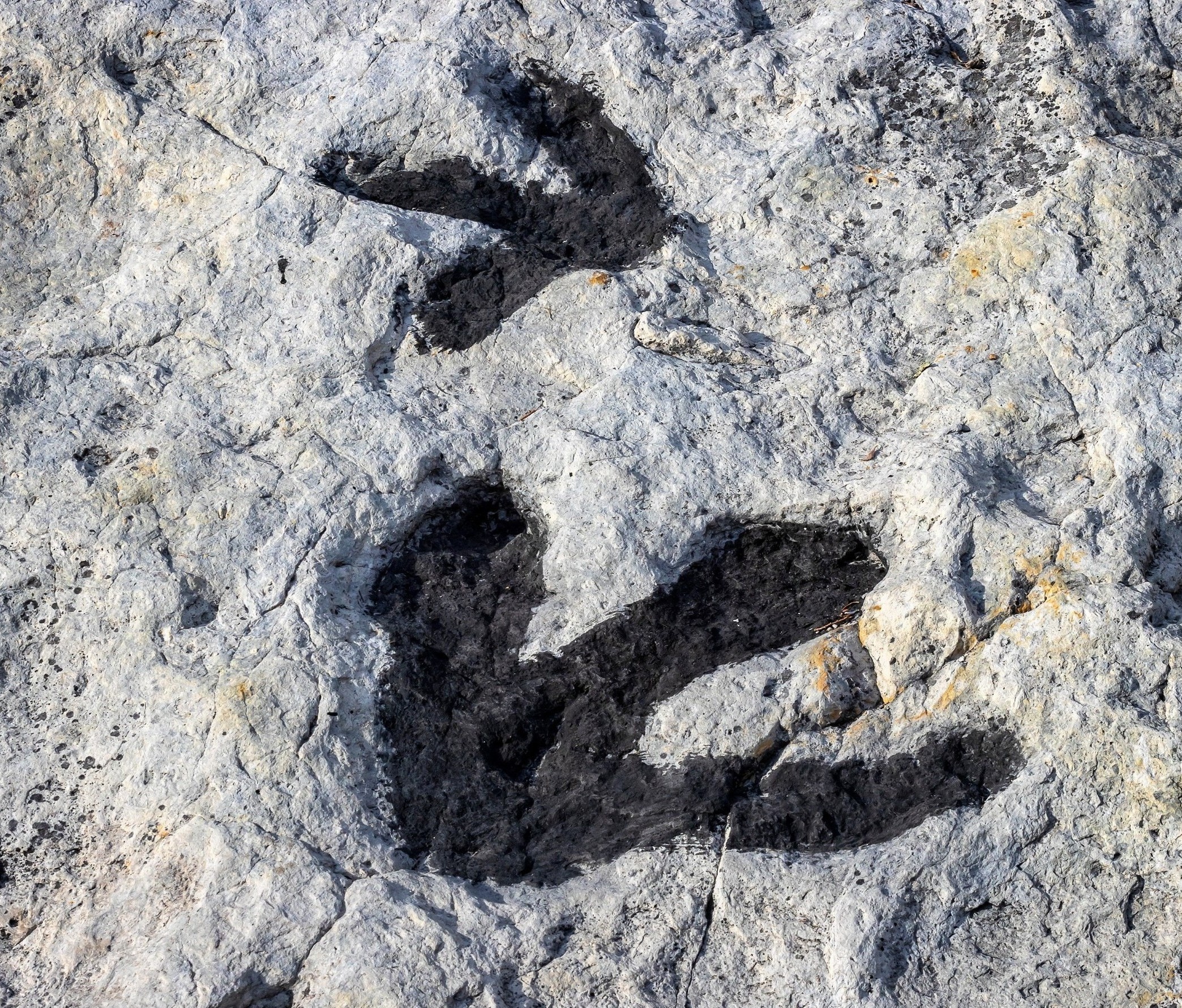 Thousands of dinosaur tracks found in Bolivia