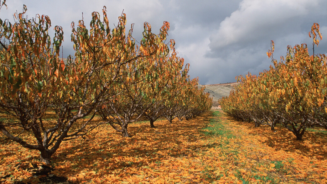 עלייה בטמפרטורות, בשבת צפוי גשם