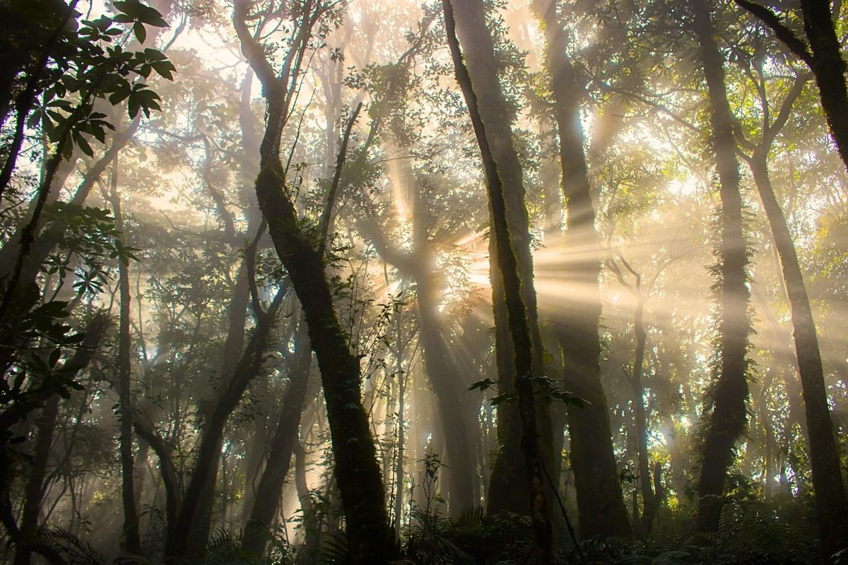 Puma DNA found deep in Guatemalan rainforest. Analysis reveals the cats are eating something unexpected