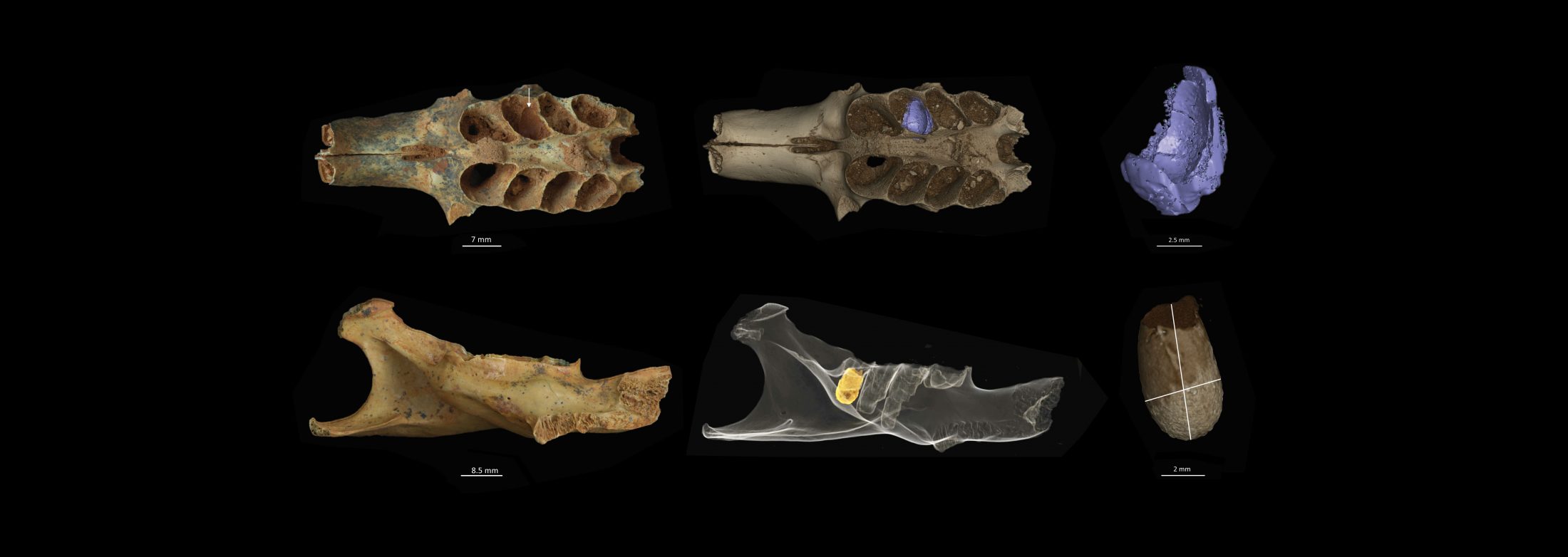 Paleontologists find first bee nest fossils made inside fossilized bones – Research News