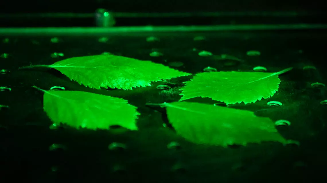 Living plants and animals emit a faint glow that fades after death Living plants and animals emit a faint glow that fades after death