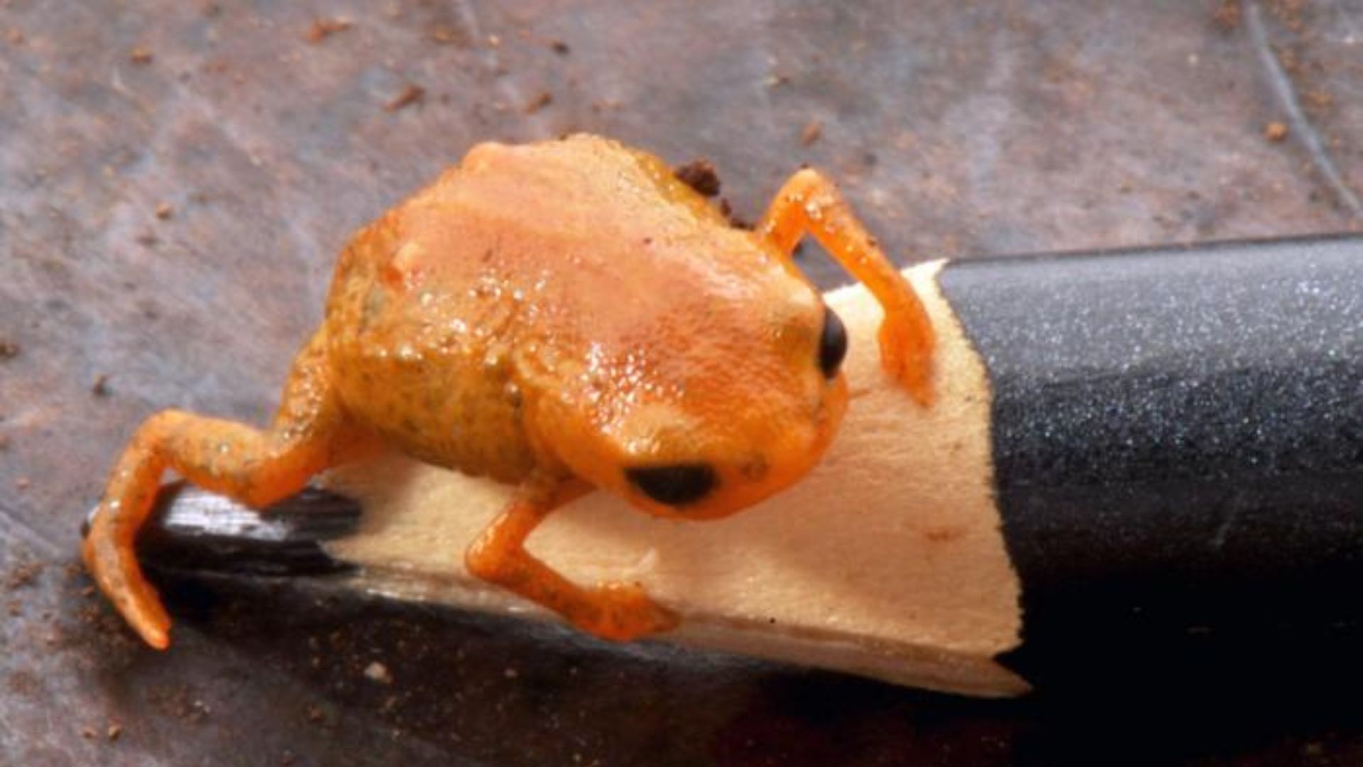 Tiny pencil tip-sized bright orange pumpkin toadlet found in Brazil