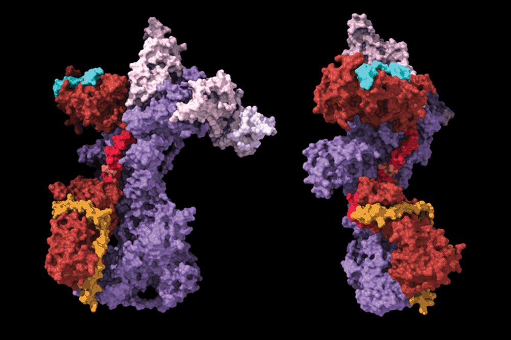 The Rockefeller University » What these scientists revealed about the structure of the T cell receptor could help resolve a decades-old debate over how T cells get activated