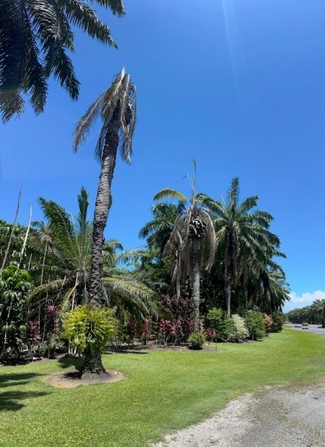 Removal of Three Unsafe Oil Palms on Port Douglas Road Removal of Three Unsafe Oil Palms on Port Douglas Road