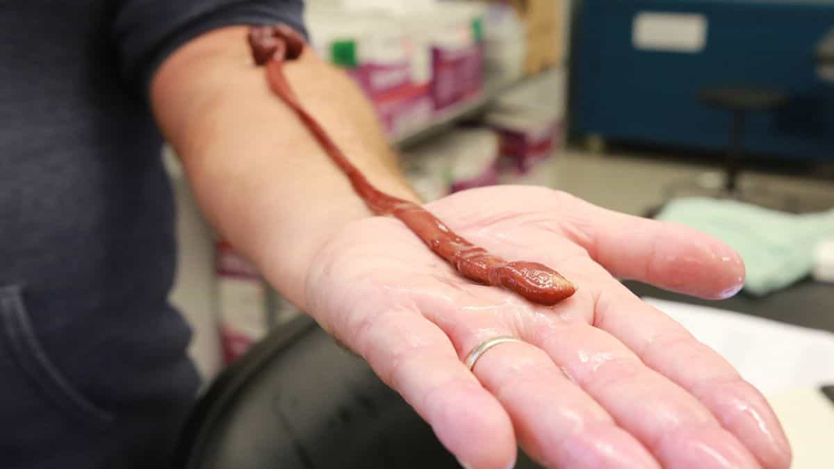 Scientists Thought Ribbon Worms Lived a Few Years Until This One Hit Nearly 30