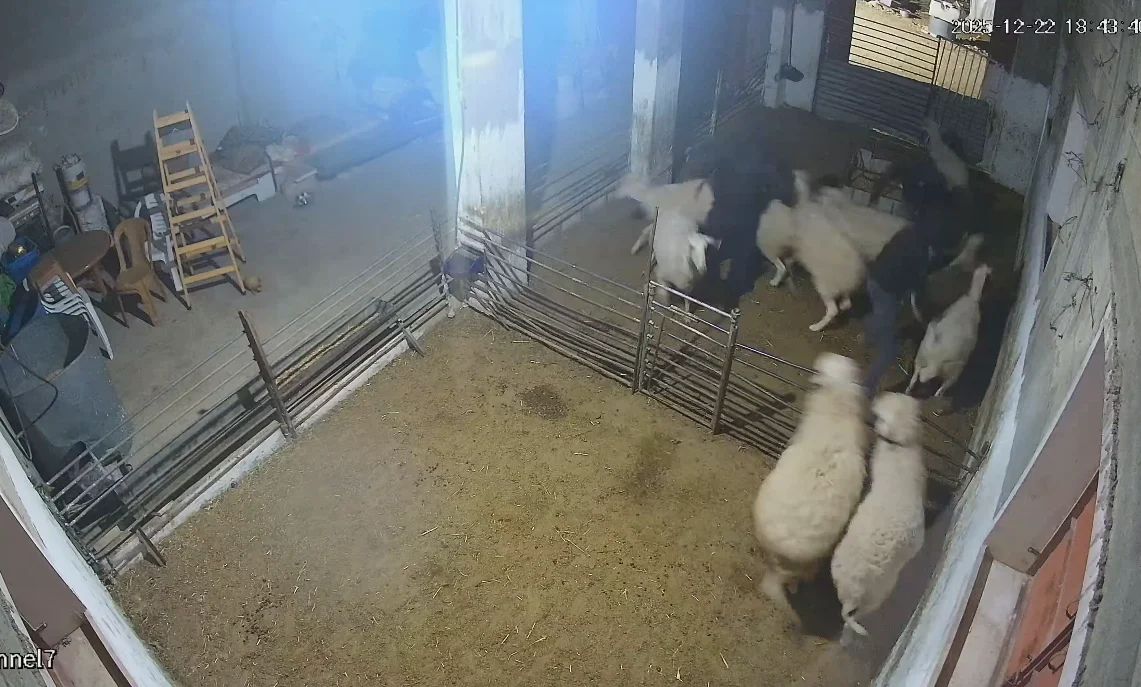 5 settlers arrested for allegedly attacking Palestinian shepherd, killing his sheep