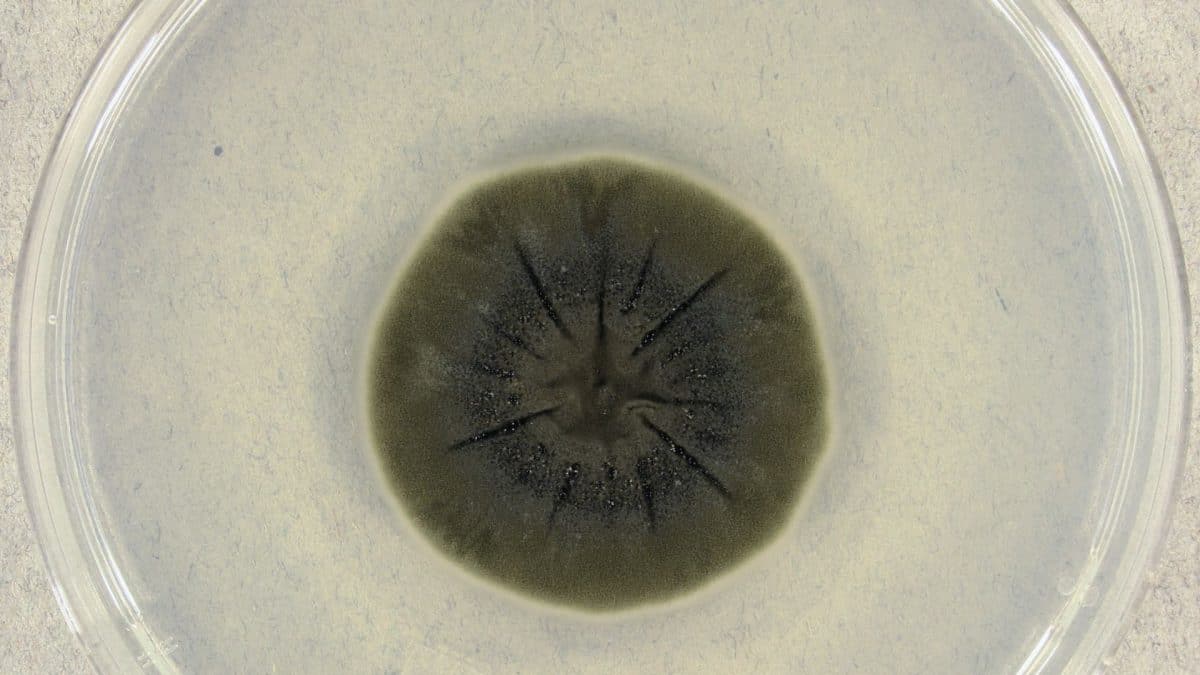 Chernobyl’s ruins, where no species dared to survive, are now home to strange radiation-powered fungi – Firstpost