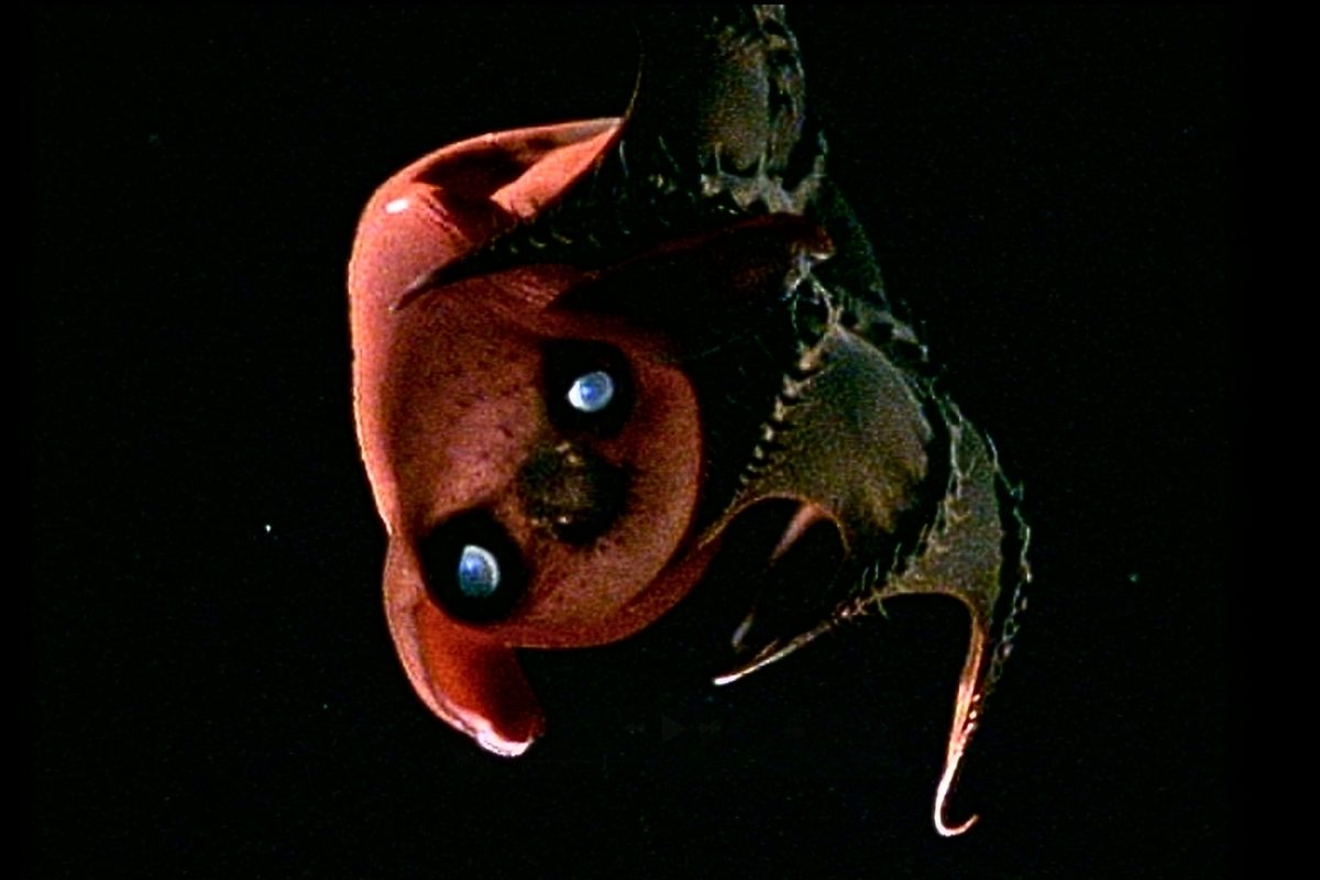 Scientists extract DNA from ‘vampire squid from hell’ – and uncover 300-million-year-old secret