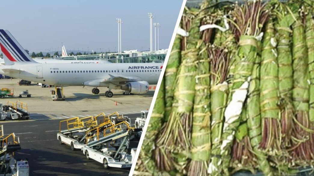 היא אמרה לה שאין מה לדאוג, שהיא כבר הבריחה כמה פעמים גת באירופה