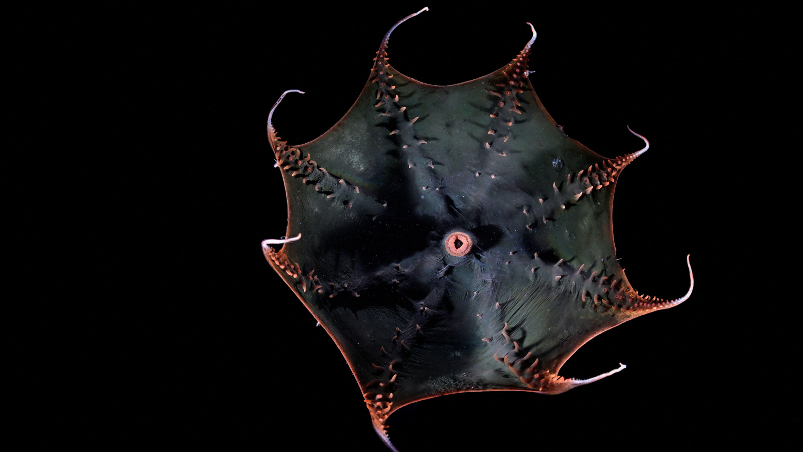 Scientists finally sequence the vampire squid’s huge genome, revealing secrets of the ‘living fossil’