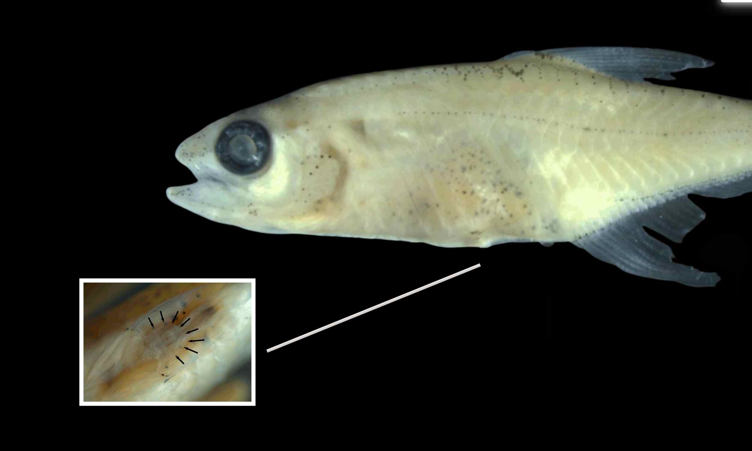 New fish species discovered has an organ that is new to science