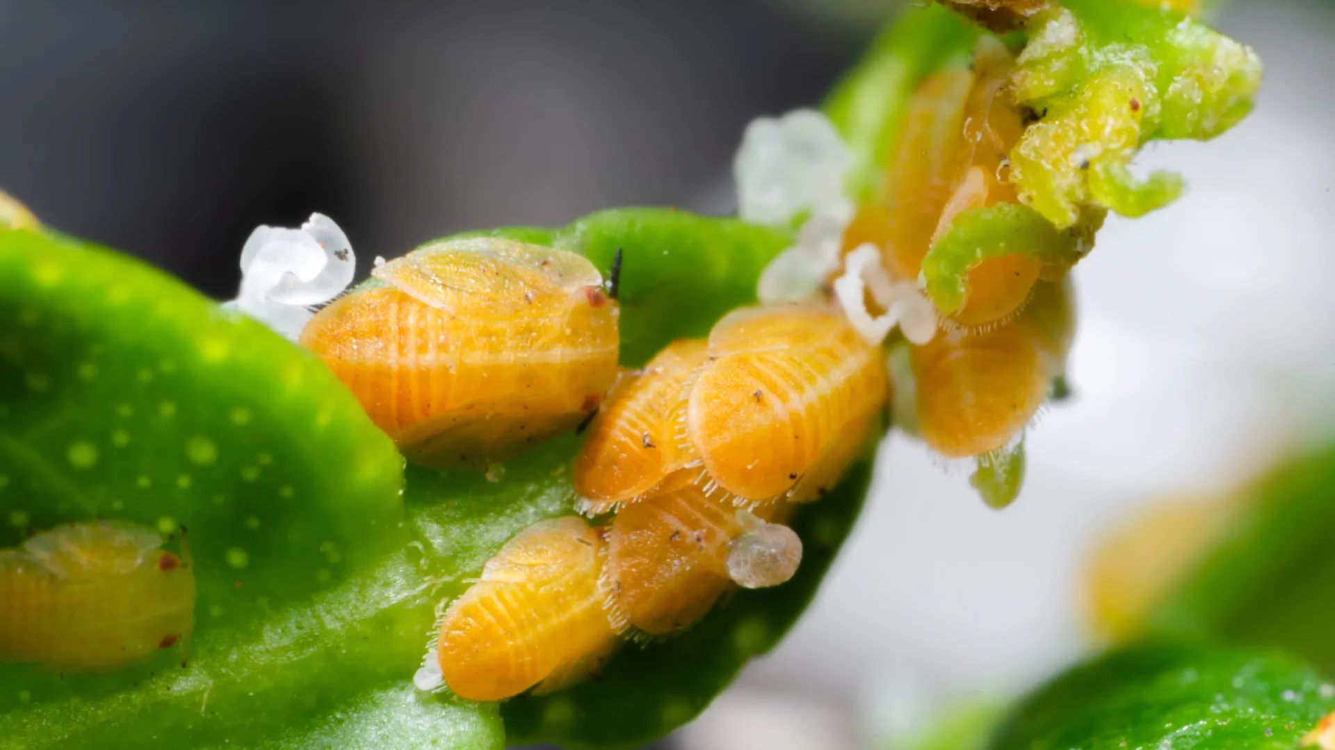 A tiny citrus pest is hiding a biological mystery never seen before