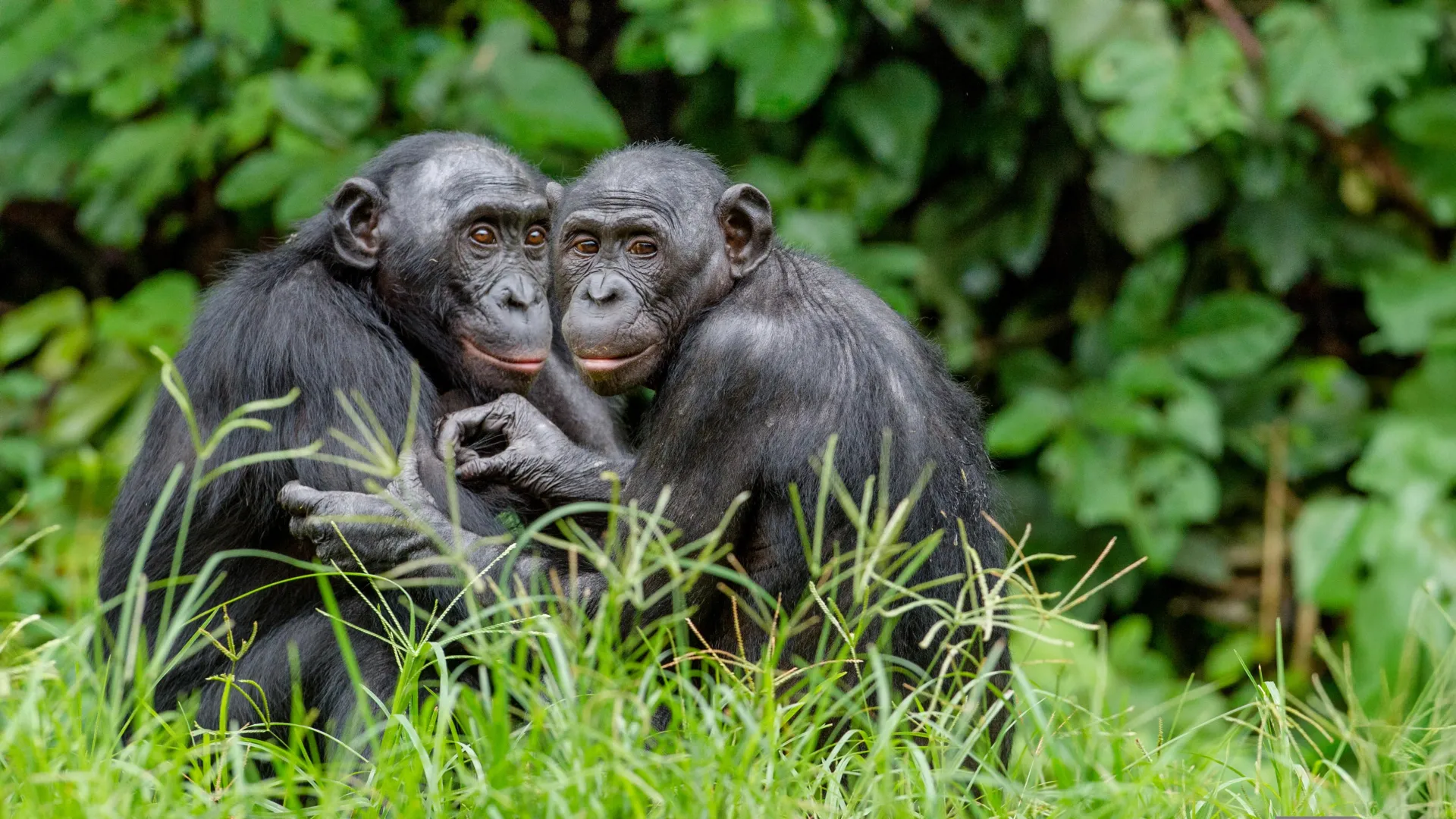 Male bonobos use hidden clues to boost mating success Male bonobos use hidden clues to boost mating success