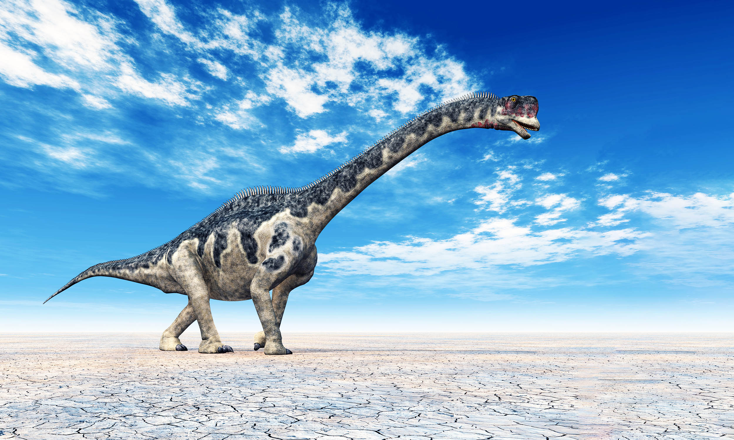 Forgotten fossil turns out to be a new species of giant dinosaur Forgotten fossil turns out to be a new species of giant dinosaur