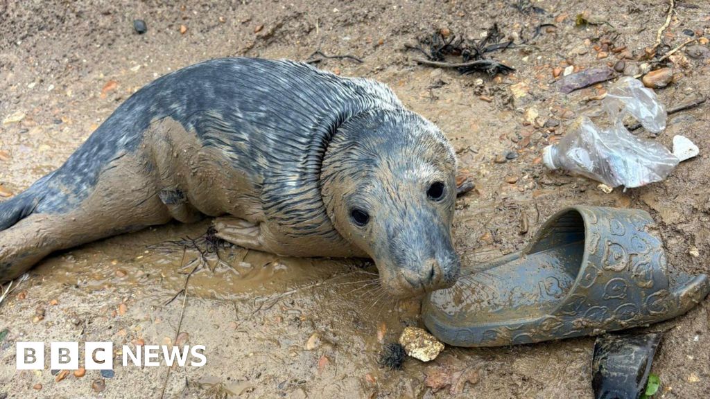 Why do sea creatures end up on beaches after storms? Why do sea creatures end up on beaches after storms?