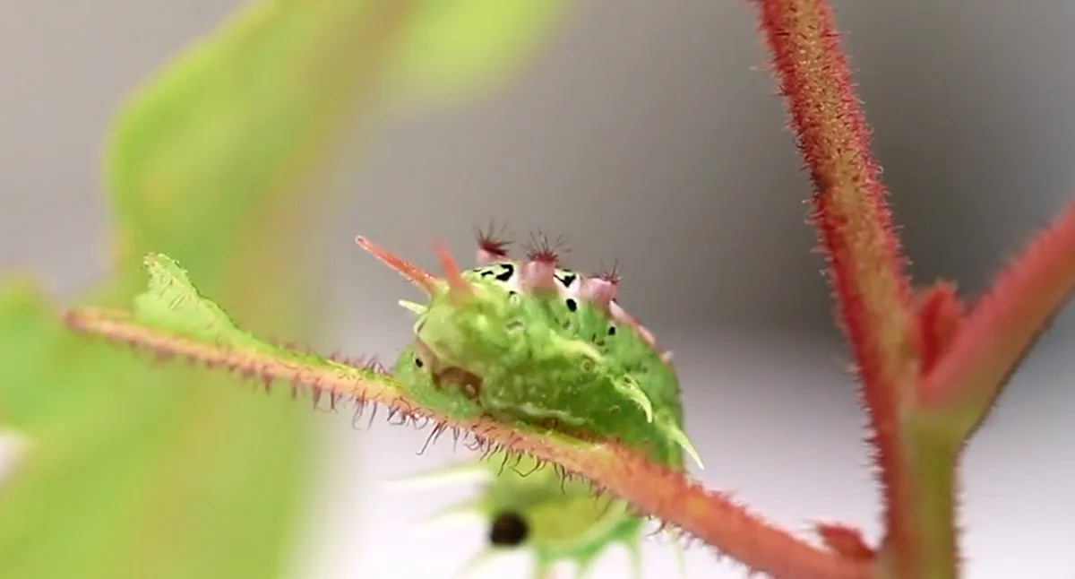 Little-known benefit of backyard creature famous for causing ‘instant burning pain’