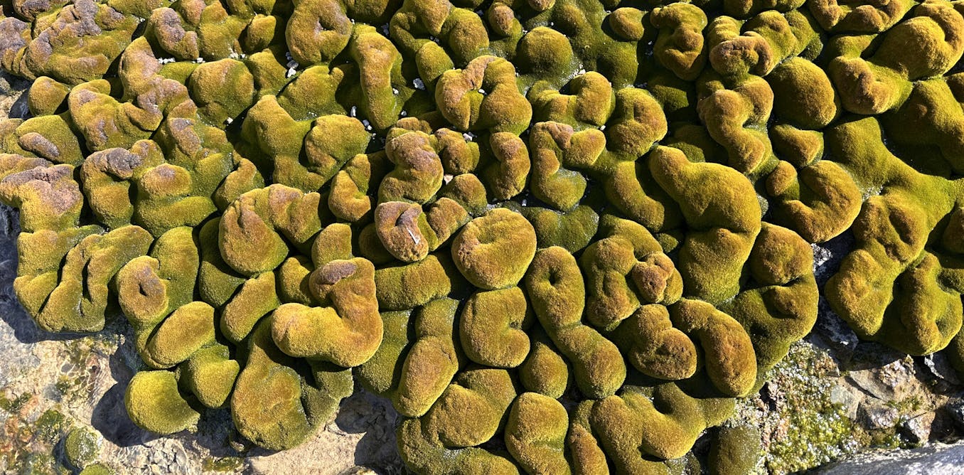 Temperatures in a patch of Antarctic moss can vary as much as an entire mountain range