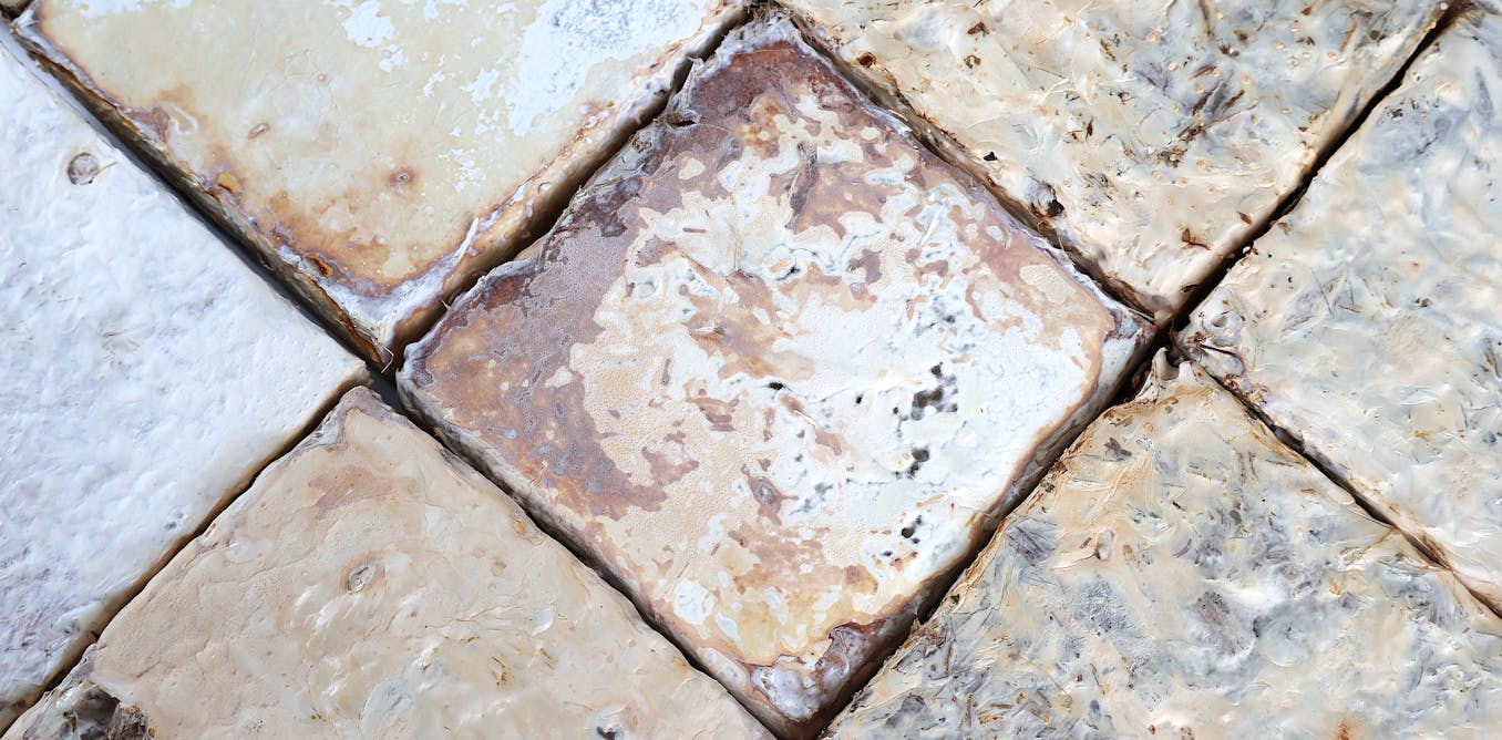 We think of mushrooms as food. But mycelium-based blocks could be the future of construction