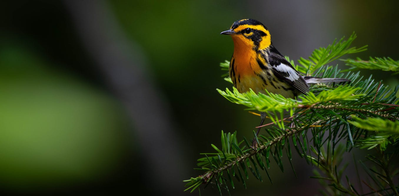 Songbirds swap colorful plumage genes across species lines among their evolutionary neighbors