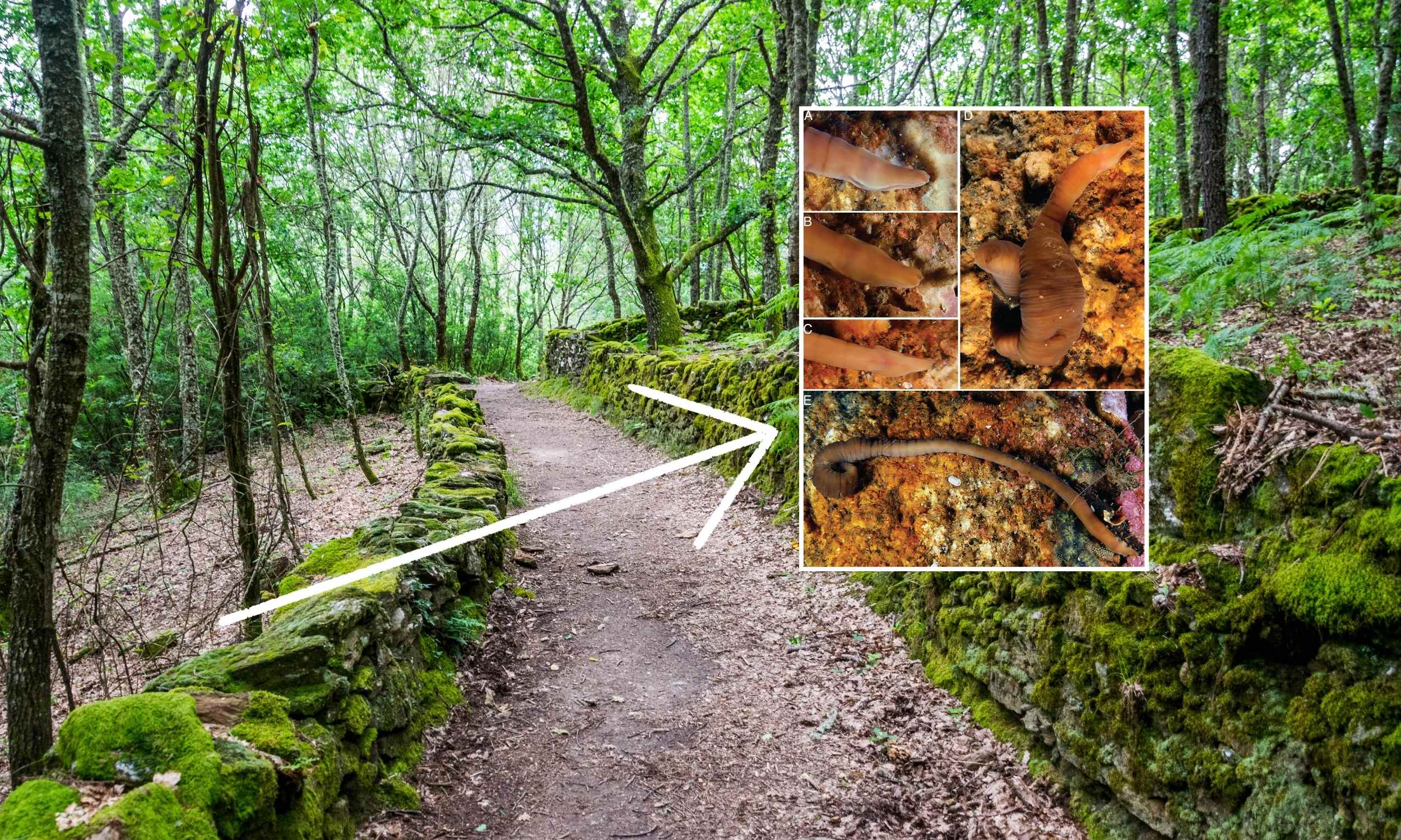 New ribbon worm species contorts its body like an accordion New ribbon worm species contorts its body like an accordion